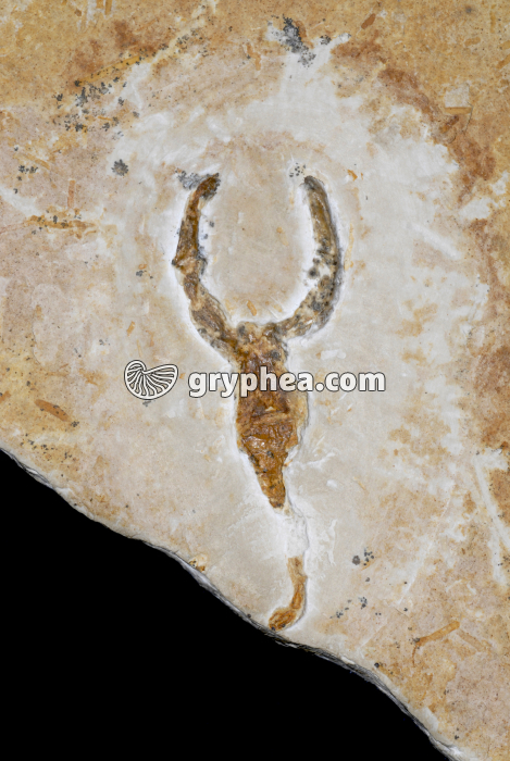 Scorpion fossile - gryphea.com